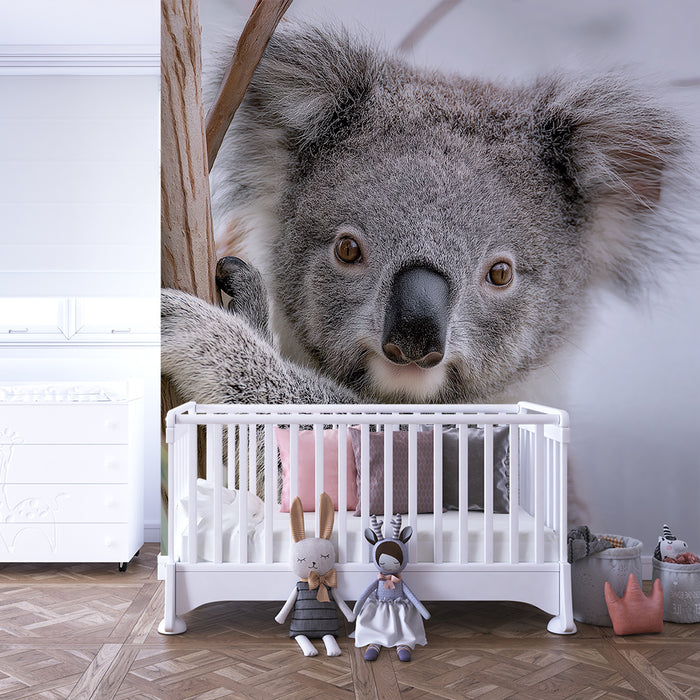 Barntapet | Bedårande koala på en eukalyptusträd